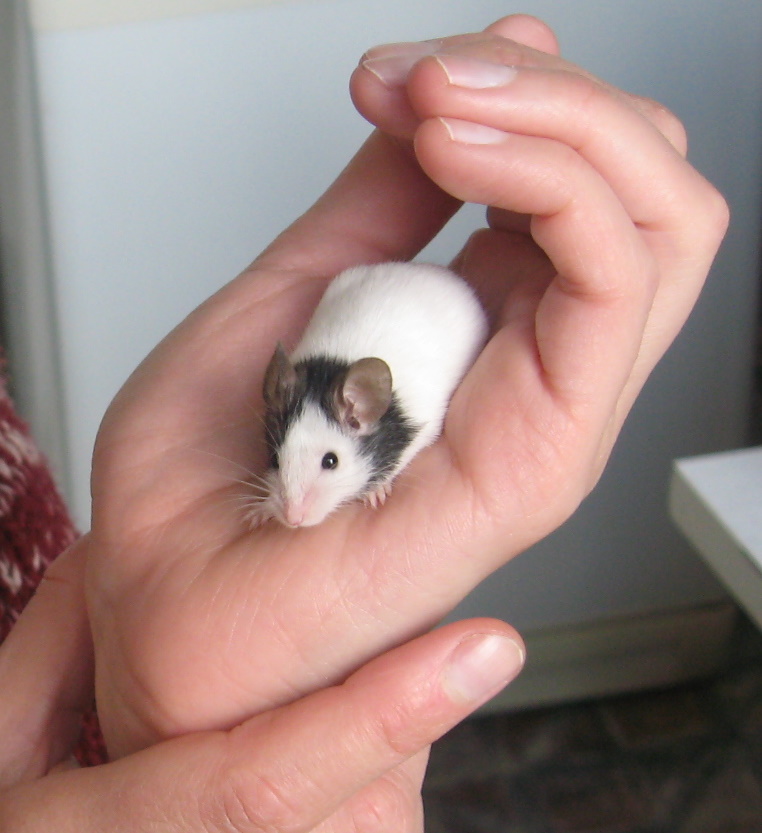 Маленькие живые мышки. Японская карликовая мышь. Декоративные мыши. Мышь домашняя декоративная. Карликовые декоративные мыши.